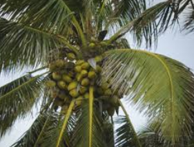 Coconut_Palm_2